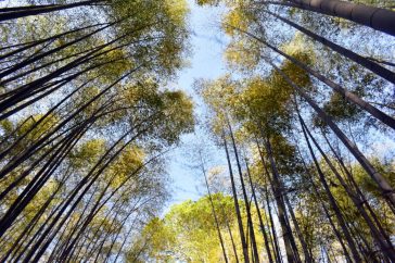 arashiyama bamboo grove 04